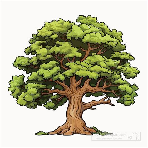 oak tree pictures|oak tree pictures clip art.